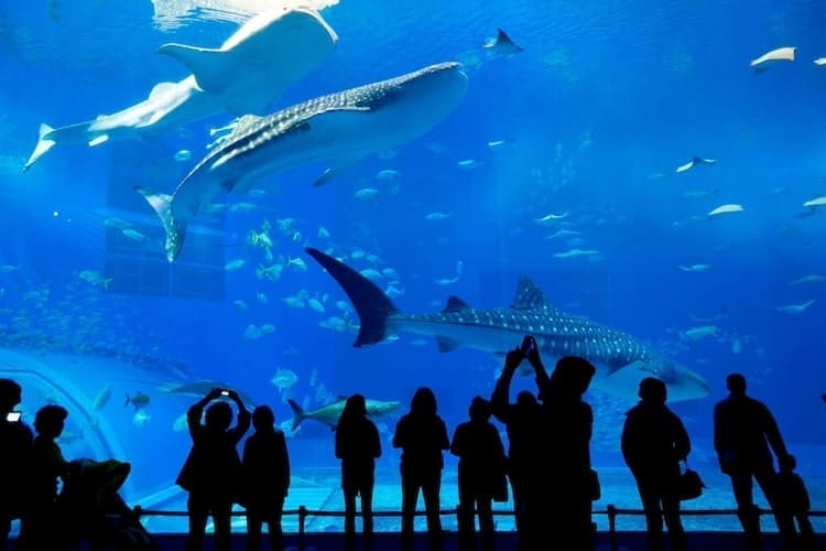 Best Aquariums in Japan: 2024 Guide for an Unforgettable Underwater Adventure Aquarium in Japan