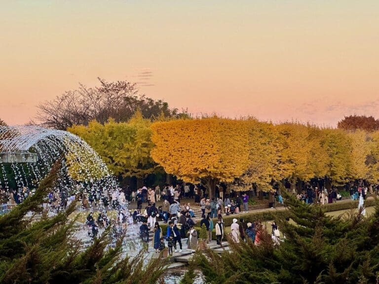 Best Time to Visit Japan: My Advice After Experiencing All Seasons Sunset on shouwa kinen park in Tokyo during fall season with yellow maple trees