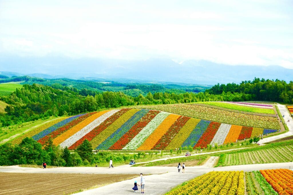 Colorful striped flower fields on rolling hills in Biei, Hokkaido with visitors on paths