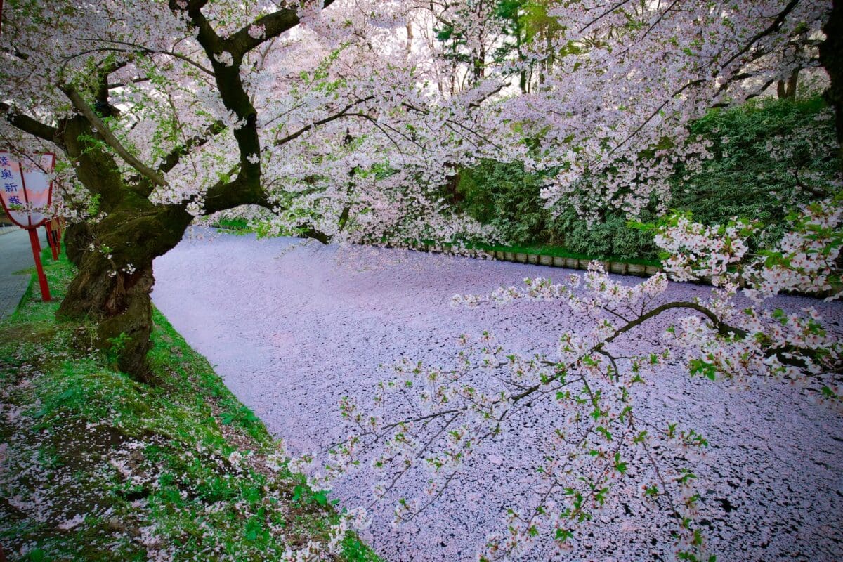Hirosaki Castle sakura moat in spring