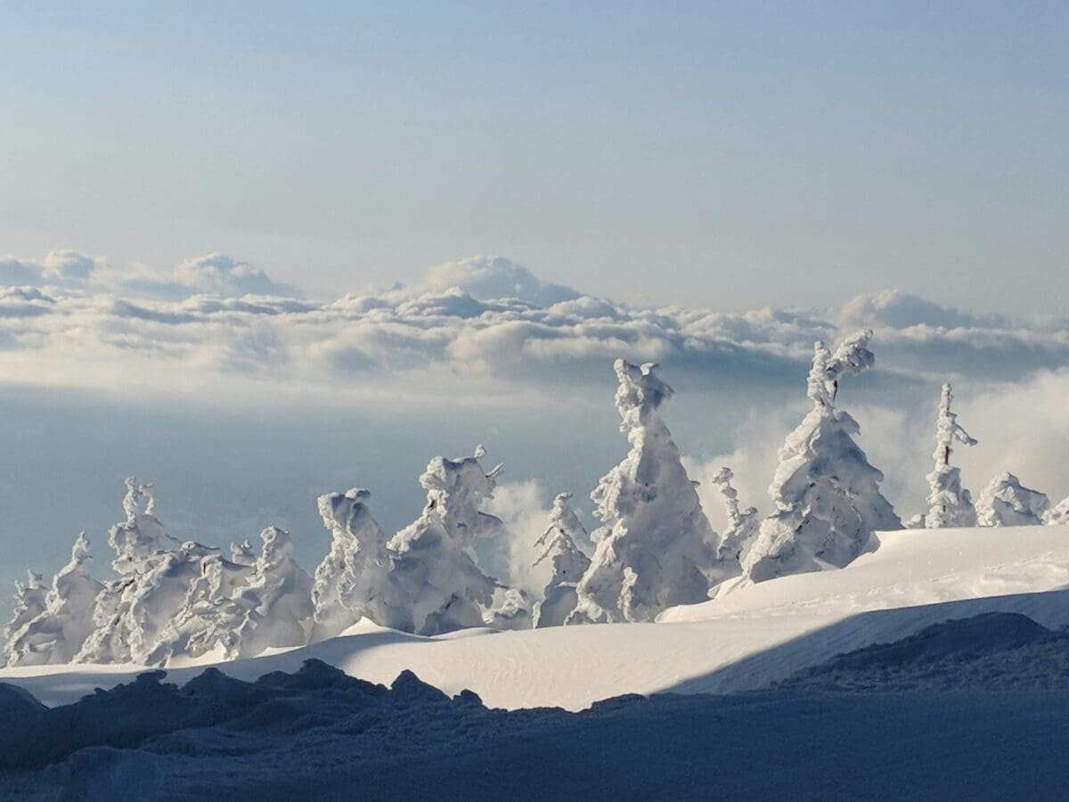 Snow monsters on Mount Zao